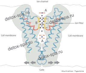 ��� ������ ��� (������ �����)