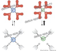 ��� ������ ��� (��� ������ � �����)