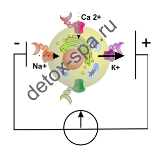 ��� ������ ��� (������������ � ���������� �������)