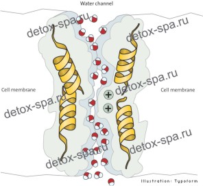 ��� ������ ��� (����������, ������ �����)